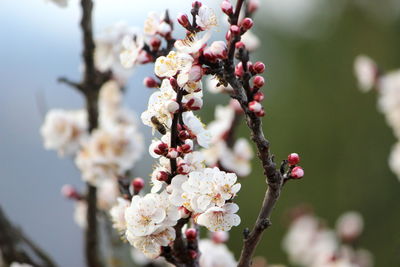 Close-up of cherry blossoms in spring