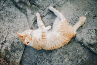 High angle view of cat lying on footpath