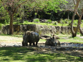 Elephant in a field