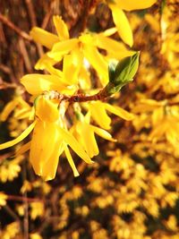 Close-up of yellow flowering plant