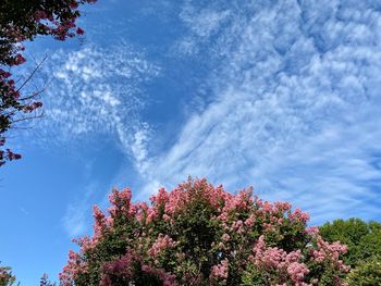 Low angle view of flowering plant against blue sky