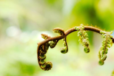 Close-up of fern frond