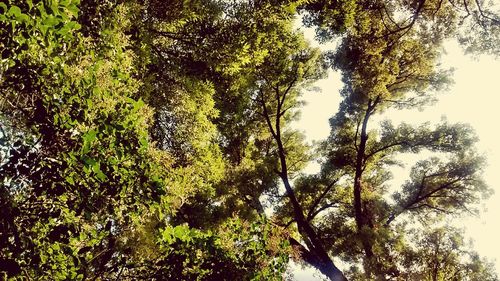 Low angle view of trees