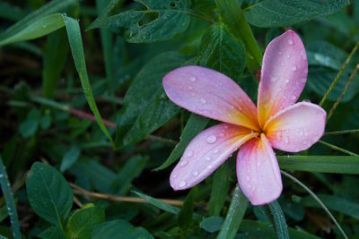 Close-up of water drops on pink flower