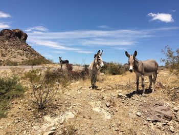 Horses on landscape against sky