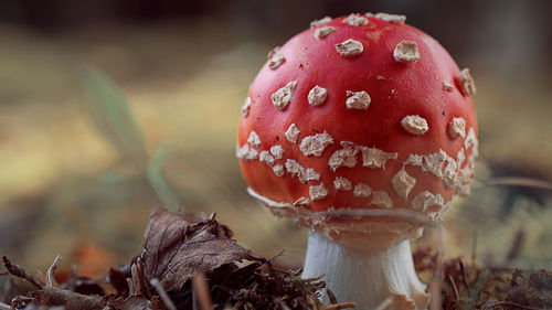 Close-up of fly agaric mushroom