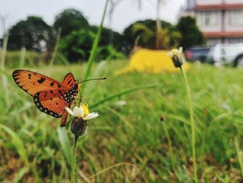Close-up of butterfly pollinating on flower