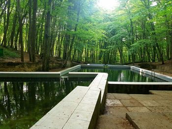 Footbridge amidst trees and plants in forest