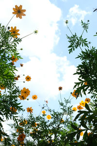 Low angle view of flowering plants against sky