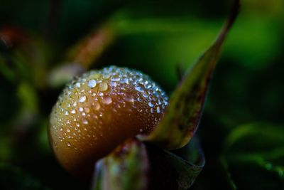 Close-up of wet fruit