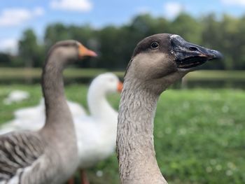 Close-up of birds on field