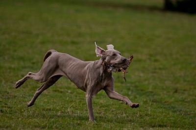 Side view of dog running