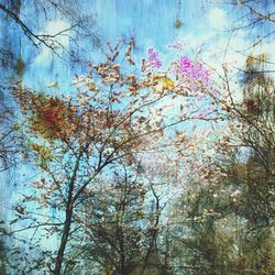 Low angle view of trees against blue sky