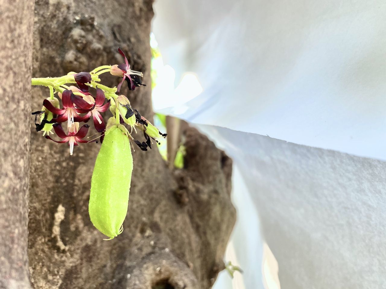 CLOSE-UP OF FLOWERING PLANT AGAINST WHITE WALL