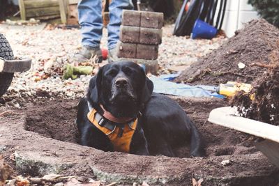 Low section of man with dog