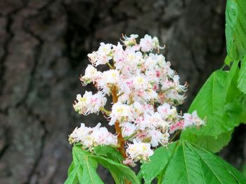 Close-up of pink flowers blooming in park
