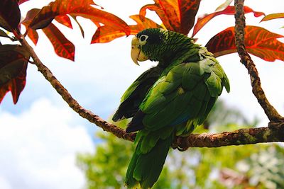 Low angle view of parrot perching on tree