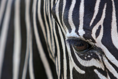 Close-up portrait of zebra