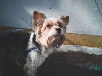 Close-up portrait of dog