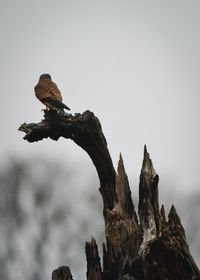 Low angle view of bird perching on rock