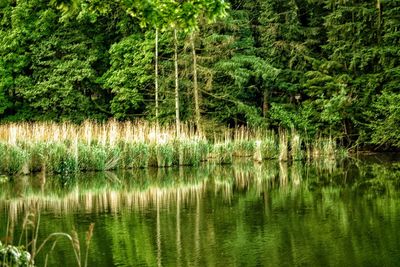 Scenic view of lake in forest