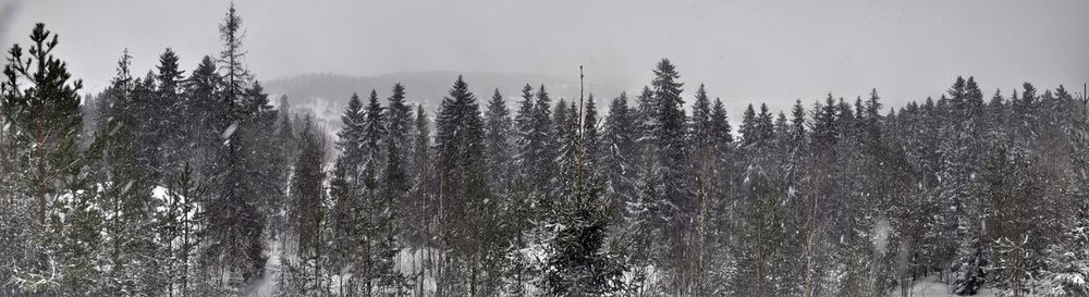 Panoramic view of trees in forest against sky