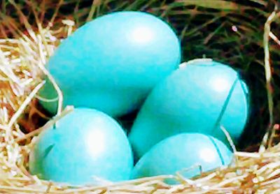 Close-up of blue eggs