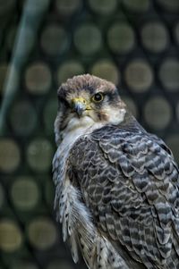 Close-up of a bird