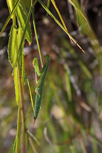 Close-up of insect on plant