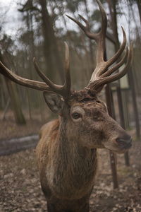 Close-up of deer