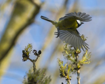 Low angle view of bird flying against sky