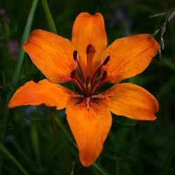 Close-up of orange flowering plant