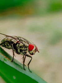 Close-up of fly