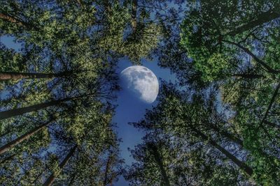Low angle view of trees against sky