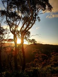 Silhouette of tree at sunset