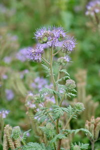 Close-up of purple flowering plant on field