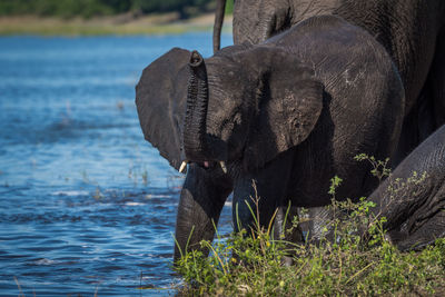 Elephant family at waterhole in forest