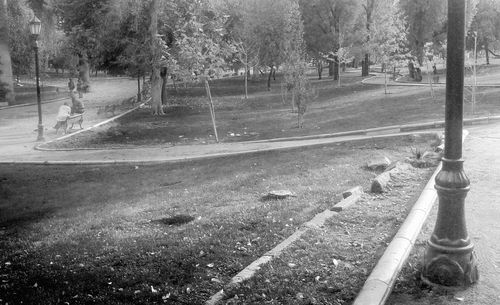 Road along trees