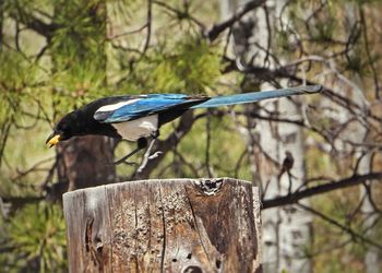 Close-up of bird perching on branch