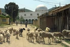 Cow grazing on field