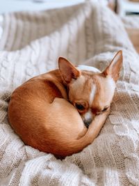 Portrait of a dog resting on bed