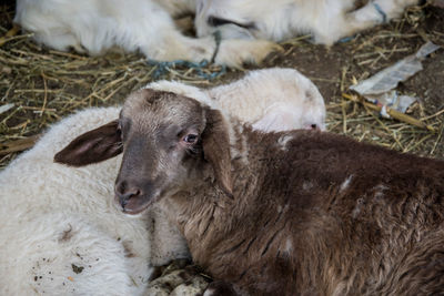 High angle view of sheep on field