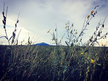 Plants growing on field against sky