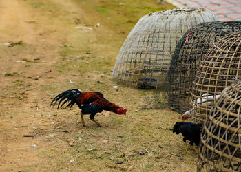 An  open gamecock farm in rural thailand.