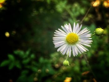 Close-up of fresh white daisy flowers