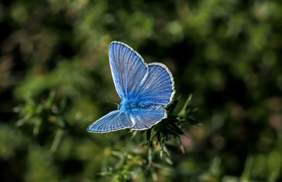 Close-up of butterfly on plant