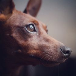 Close-up of dog looking away