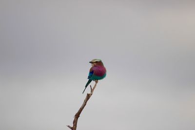 Bird perching on branch