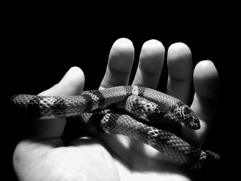 Close-up of hand holding crab over black background