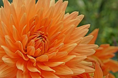 Close-up of orange flower